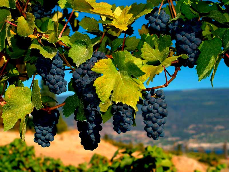 7 августа состоится 15-й юбилейный фестиваль виноградарства «Таманская лоза»